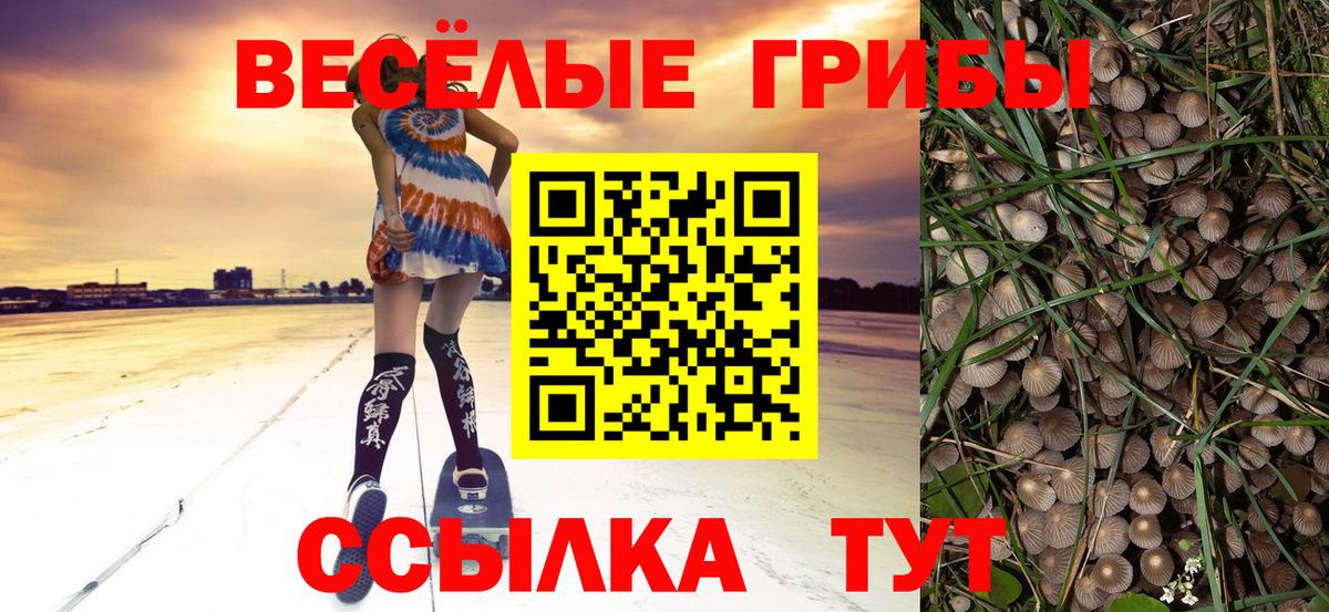 Псилоцибиновые грибы Psilocybe Орск
